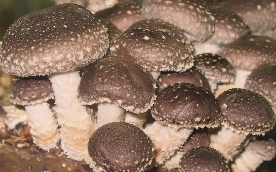 Shiitake Mushroom 